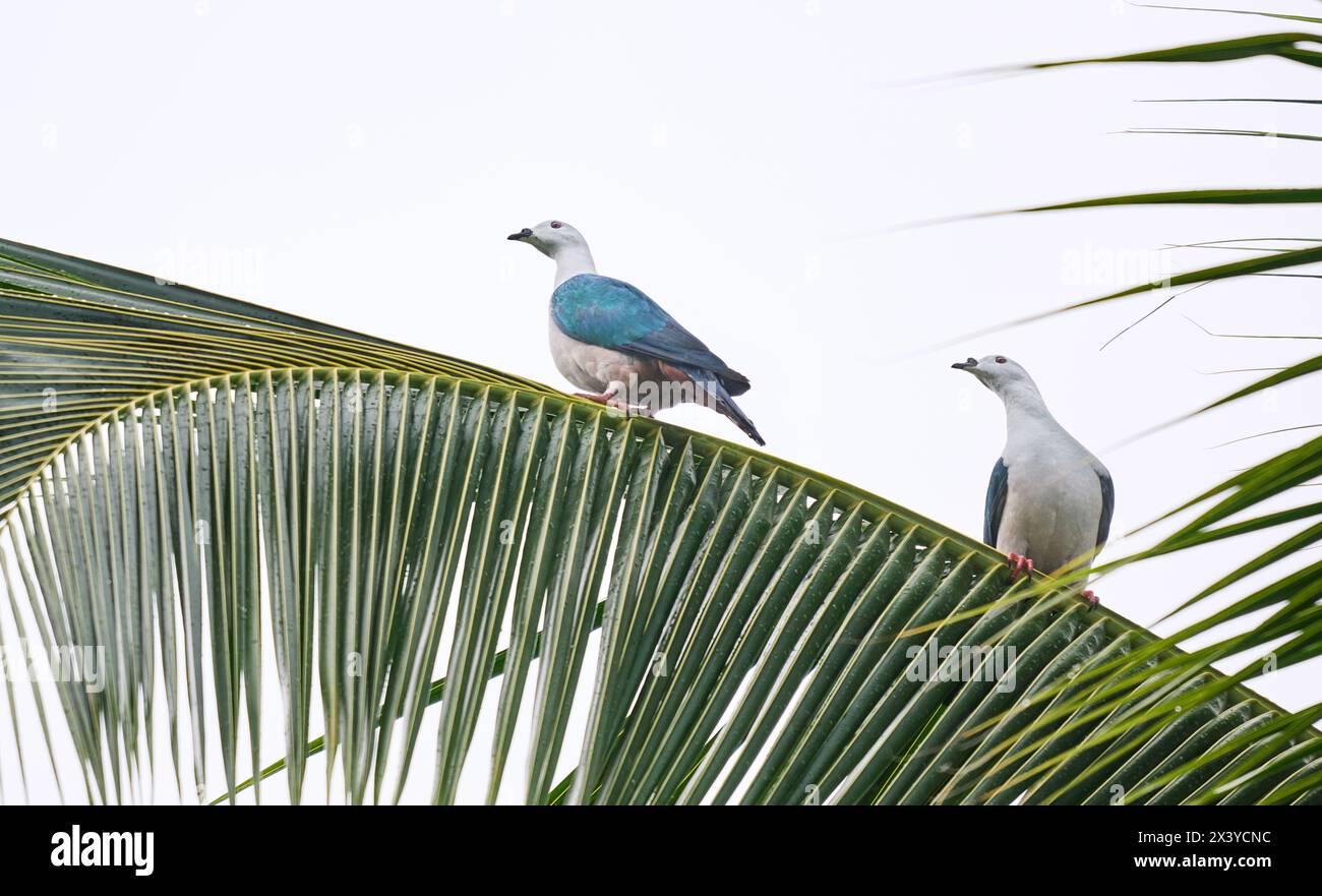 spice imperial pigeon (Ducula myristicivora), Raja Ampat Biodiversity