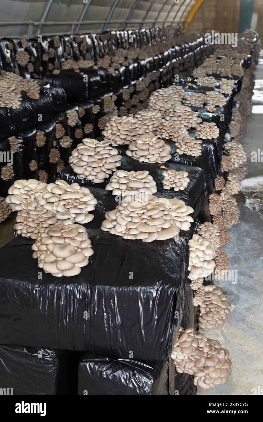 Pleurotus ostreatus, Oyster mushrooms cultivation, Agri-Food, Ayecue Fresh, Grupo Riberebro, Autol, La Rioja, Spain Stock Photo