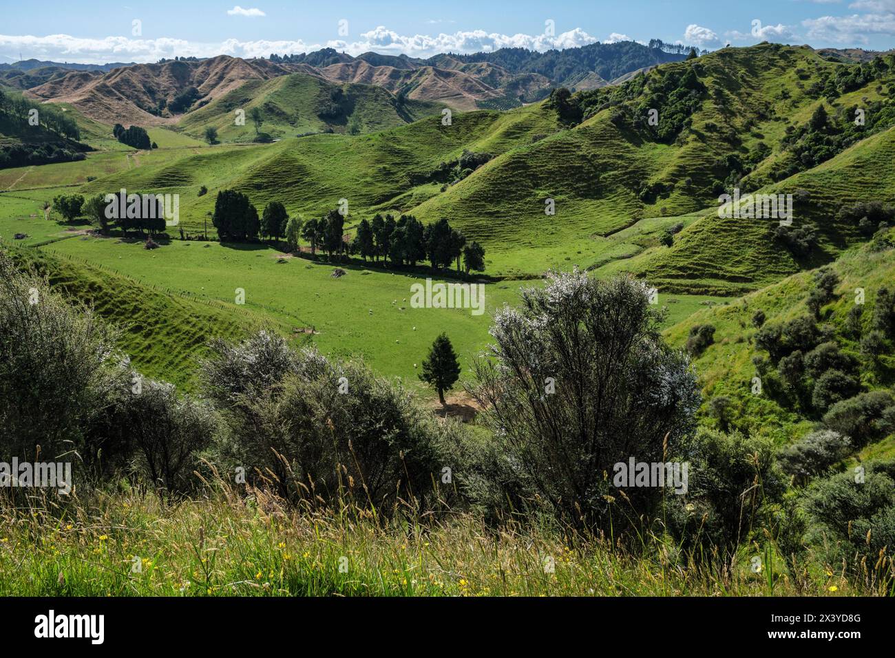 A view from Strathmore Saddle on the Forgotten World Highway, North Island, New Zealand Stock Photo