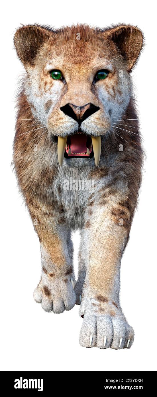 3D rendering of a saber toothed tiger isolated on white background ...