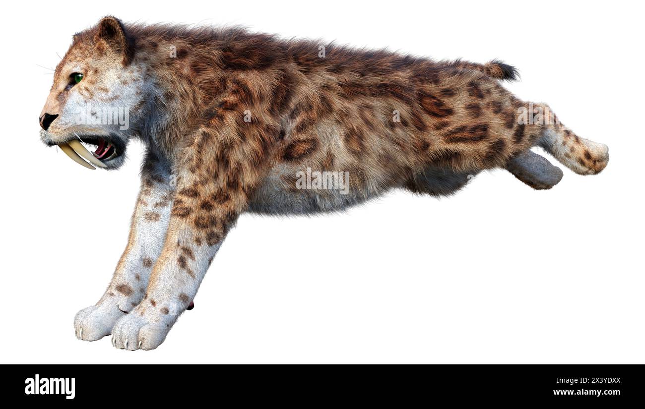 3D rendering of a saber toothed tiger isolated on white background ...