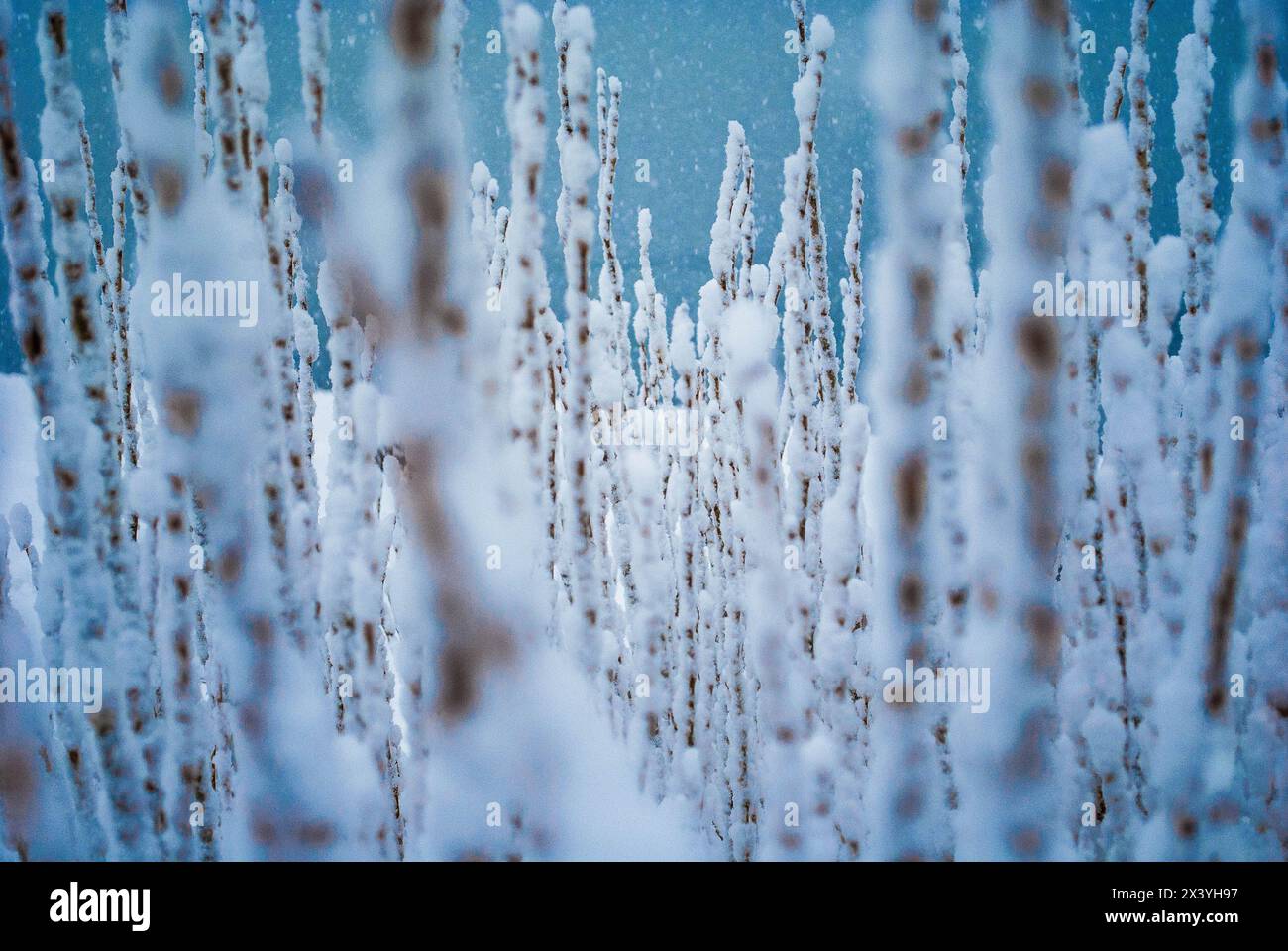 serene winter scene of snow-covered plants at dina huapi creating a peaceful and tranquil atmosphere with a touch of frosty beauty Stock Photo