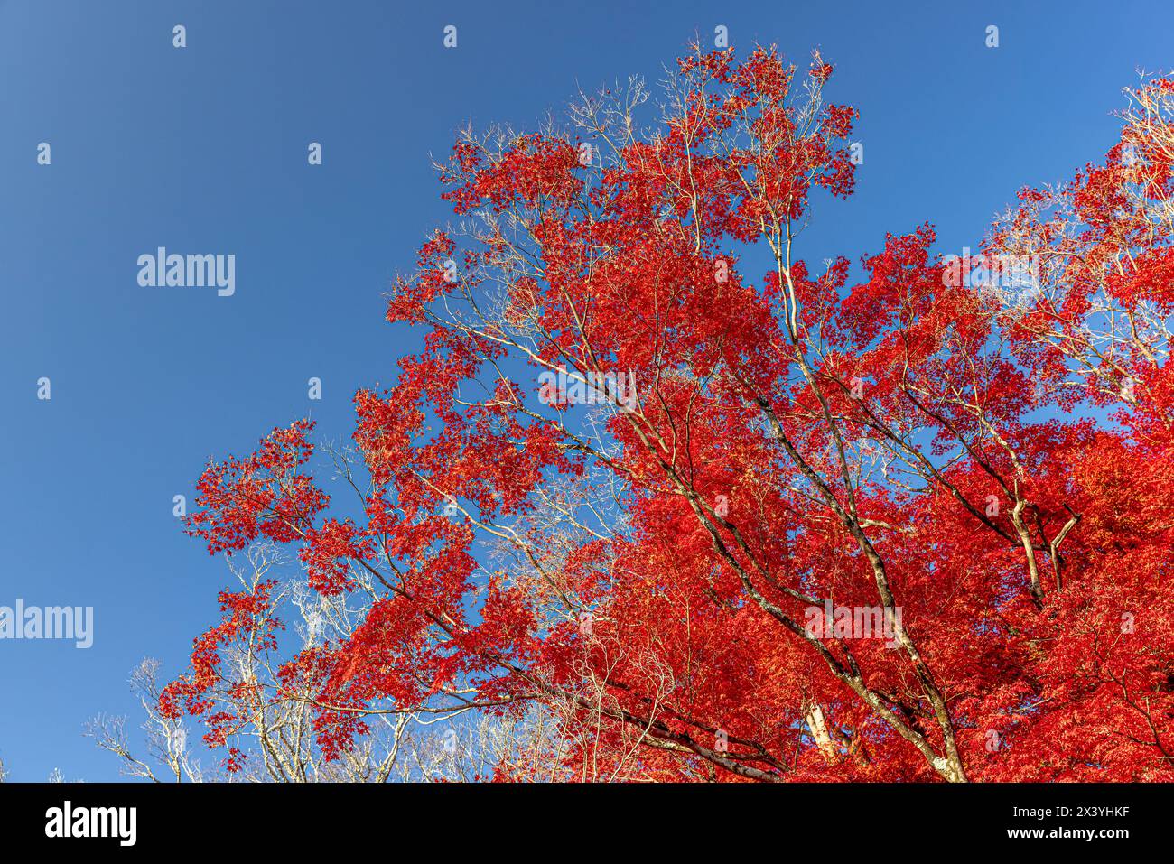 red autumn leaves on a tree with a clear blue sky in Japan Stock Photo