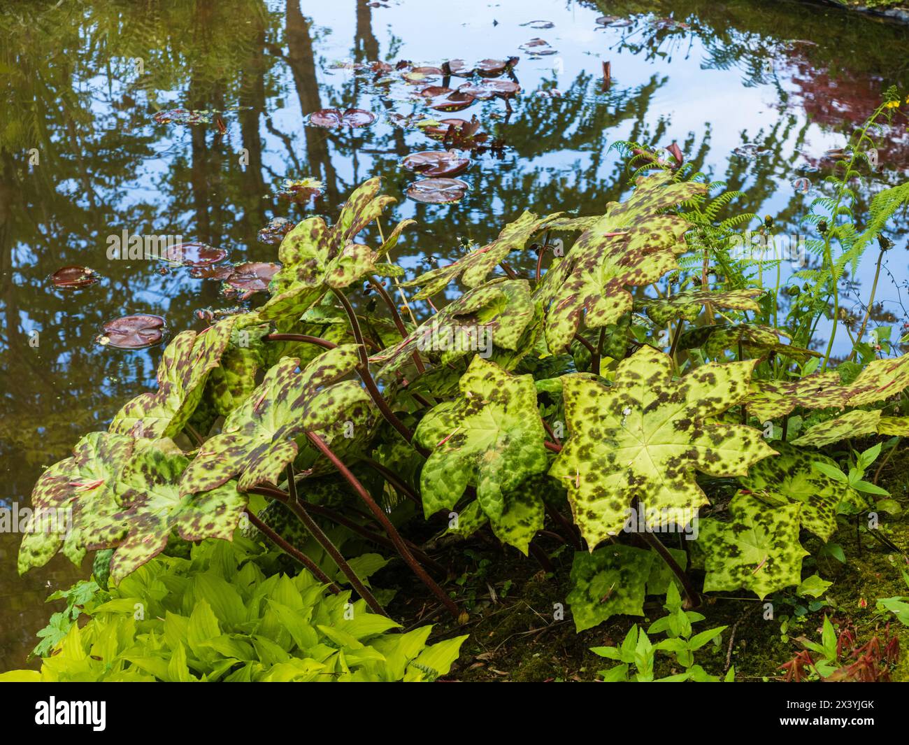 Large, mottled leaves of the hardy perennial mayapple, Podophyllum 'Spotty Dotty' Stock Photo