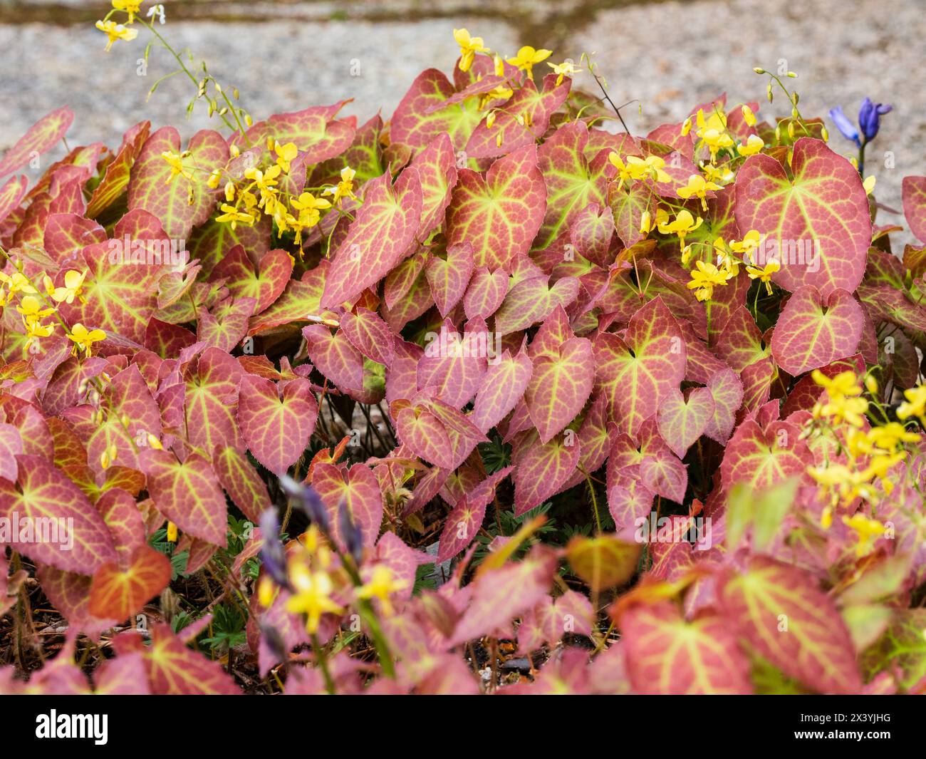 Bronzed spring foliage and yellow flowers of the hardy hybrid barrenwort, Epimedium perralchicum 'Frohnleiten' Stock Photo