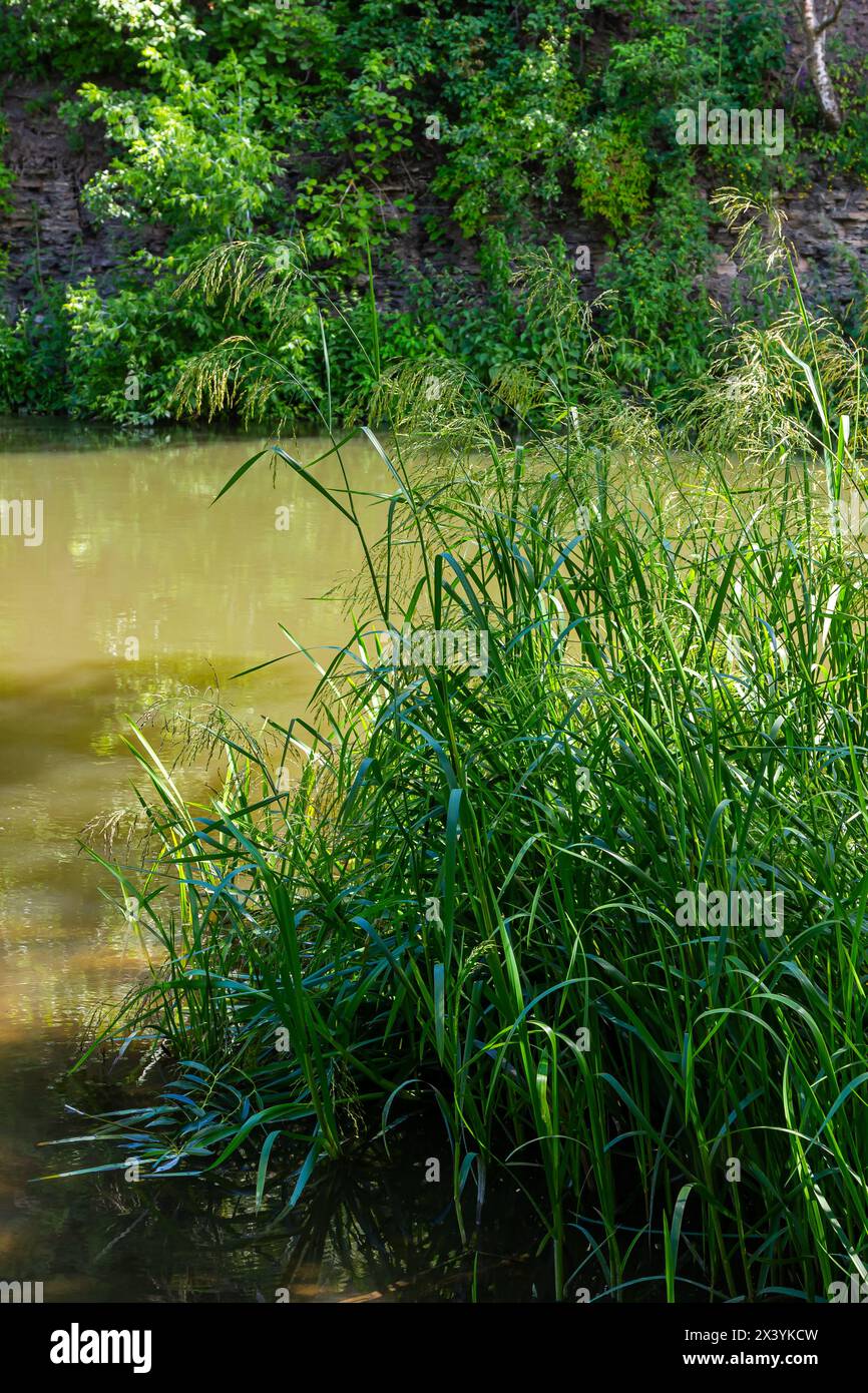 Glyceria maxima, commonly known as great manna grass, reed mannagrass, reed sweet-grass, and greater sweet-grass is rhizomatous perennial grasses in m Stock Photo