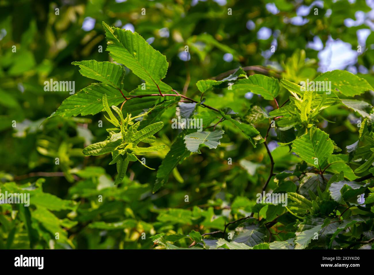 Branch of a hornbeam Carpinus betulus with drooping inflorescence and leaves in autumn, selected focus, narrow depth of field, copy space in the blurr Stock Photo