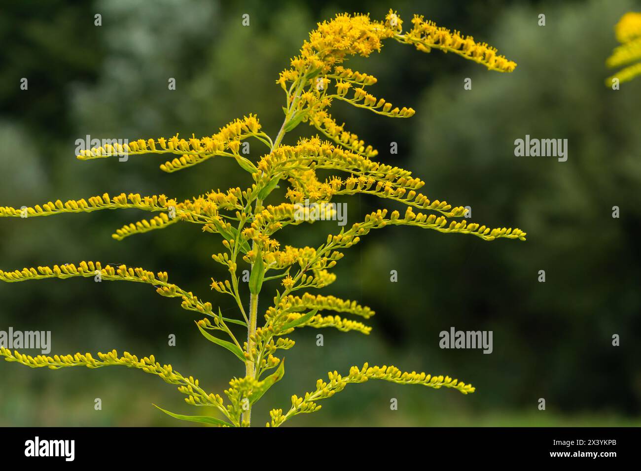 The wild flowers of Solidago altissima in autumn. Stock Photo