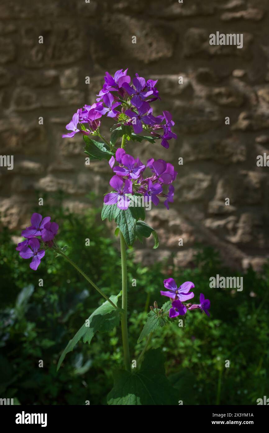 Racemes of violet flowers on the stalk of an annual honesty plant (Lunaria annua) (vertical) Stock Photo