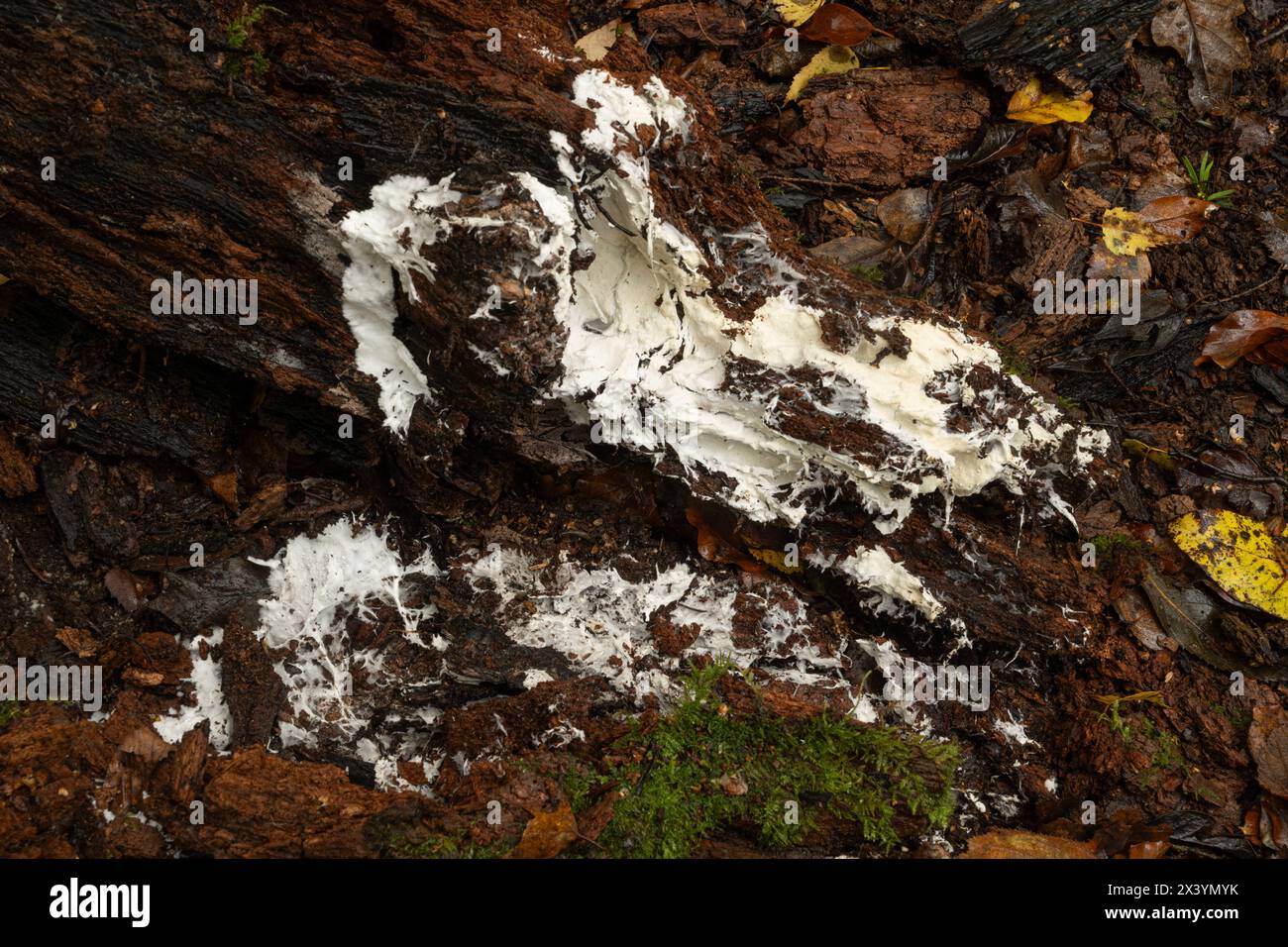 Fungal Mycelium on underside of rotting log. Ancient temperate woodland. Ebernoe, Sussex,  November. Stock Photo