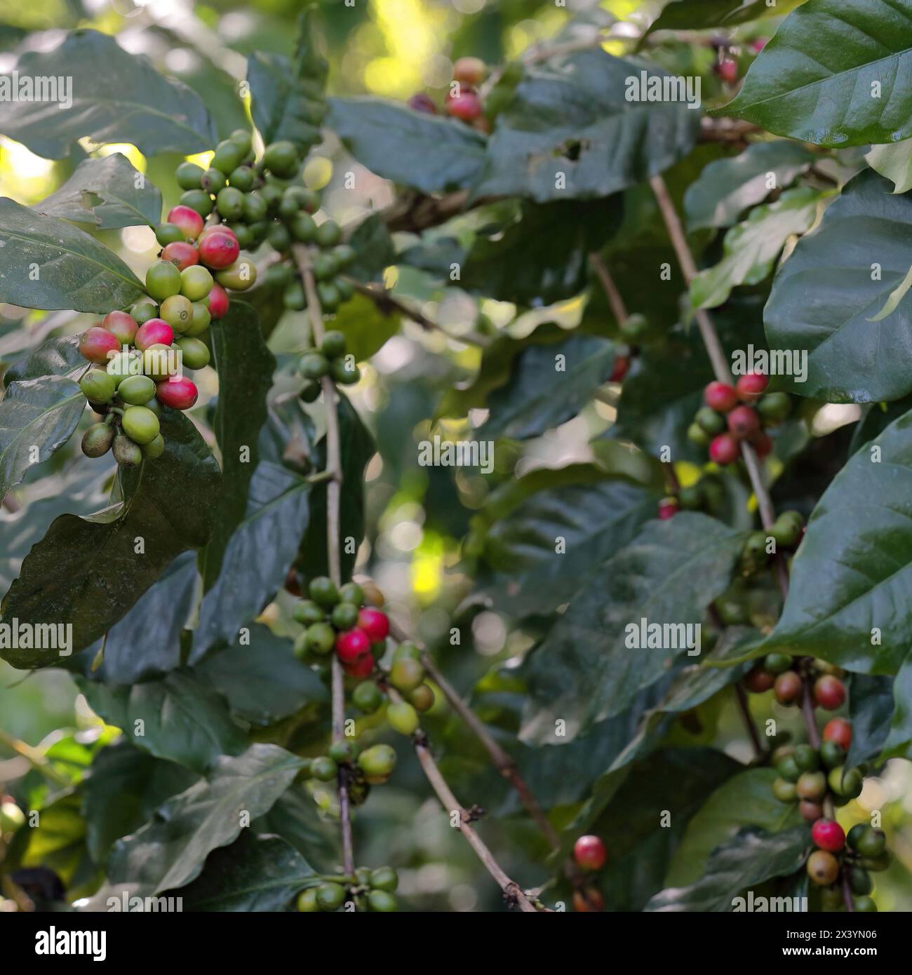 209 Green and ripe Arabica coffee -Coffea arabica- beans, plant growing along the Sendero Centinelas del Rio Melodioso Hike. Cienfuegos province-Cuba. Stock Photo