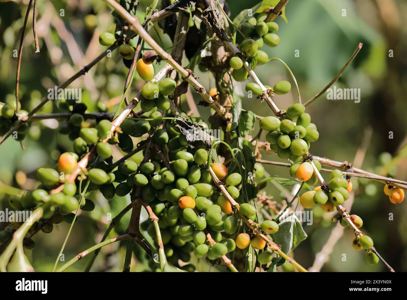 211 Green and ripe Arabica coffee -Coffea arabica- beans, plant growing along the Sendero Centinelas del Rio Melodioso Hike. Cienfuegos province-Cuba. Stock Photo