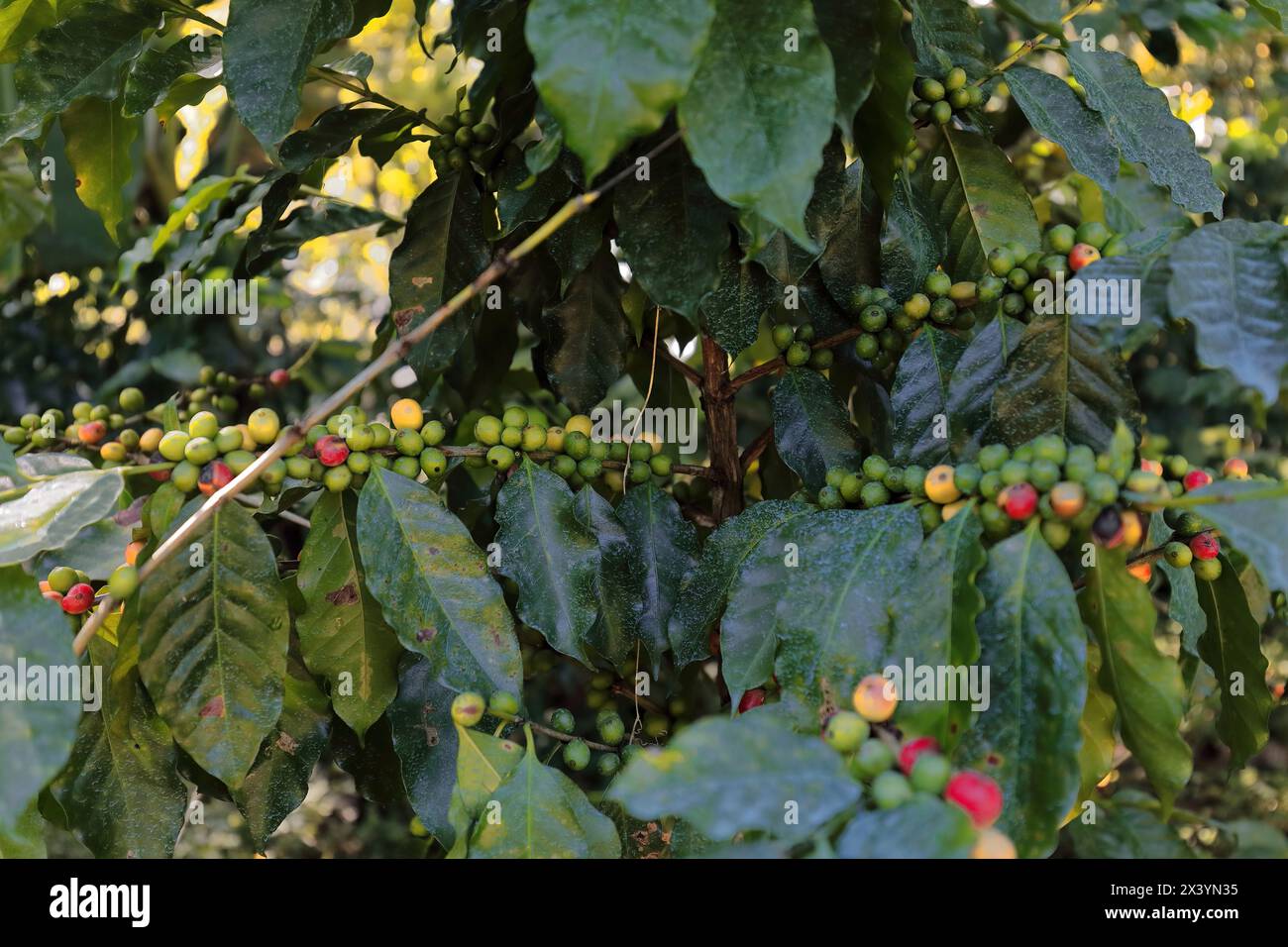 212 Green and ripe Arabica coffee -Coffea arabica- beans, plant growing along the Sendero Centinelas del Rio Melodioso Hike. Cienfuegos province-Cuba. Stock Photo