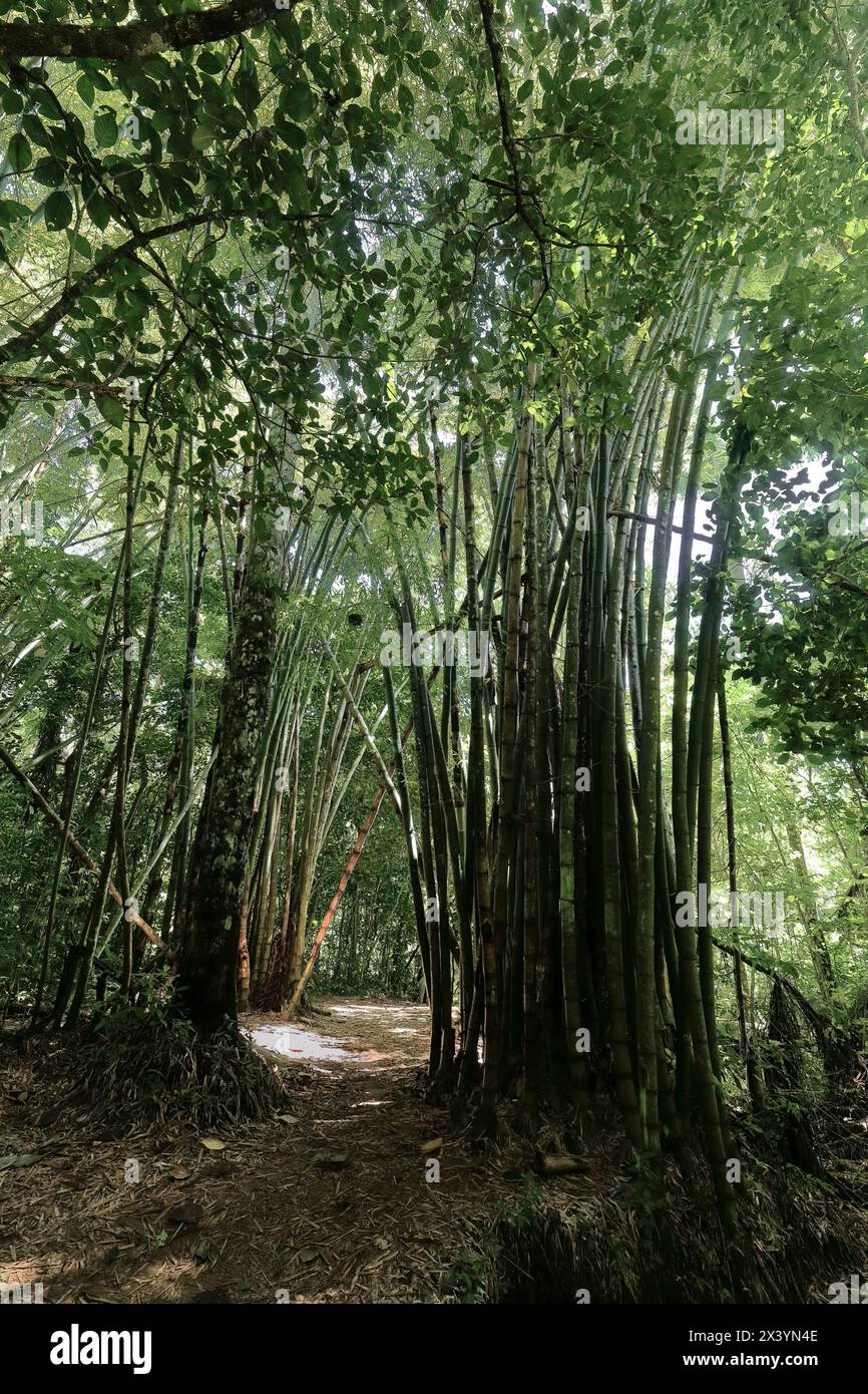 219 Group of bamboo plants framing the trail of the Sendero Centinelas del Rio Luminoso Hike in the Parque Guanayara Park. Cienfuegos province-Cuba. Stock Photo
