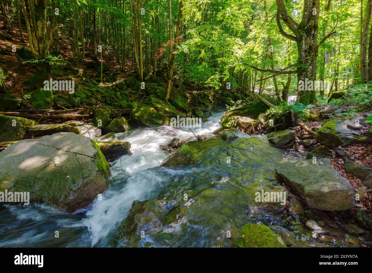 water stream in the beech forest among rocks. nature scenery in summer on a sunny day. beauty of carpathian nature Stock Photo