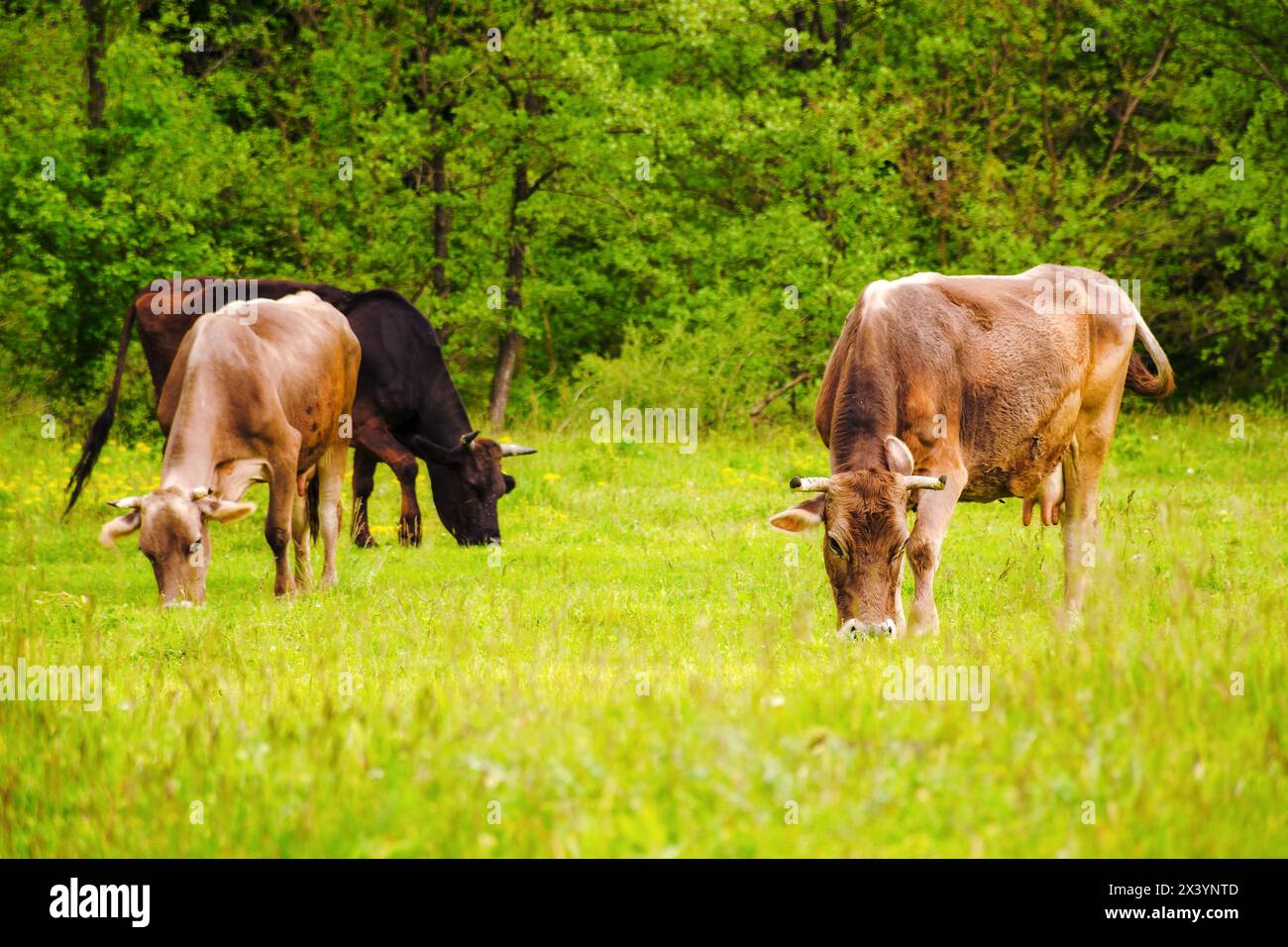 brown cows on a grassy field near the forest. lovely rural scenery in springtime Stock Photo