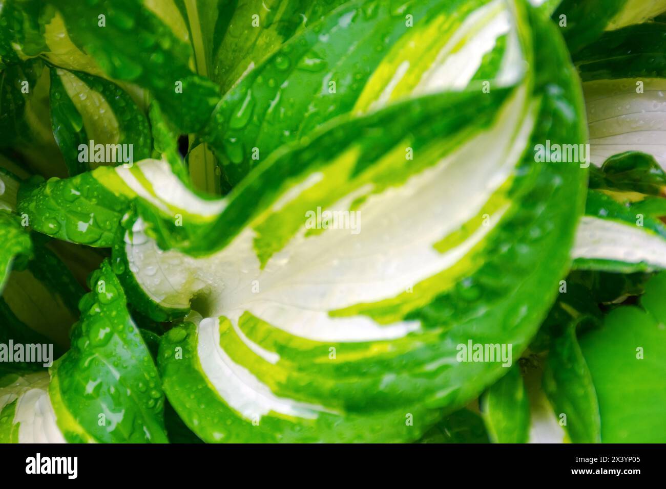 green plant in raindrops. spring fresh natural environment closeup background Stock Photo
