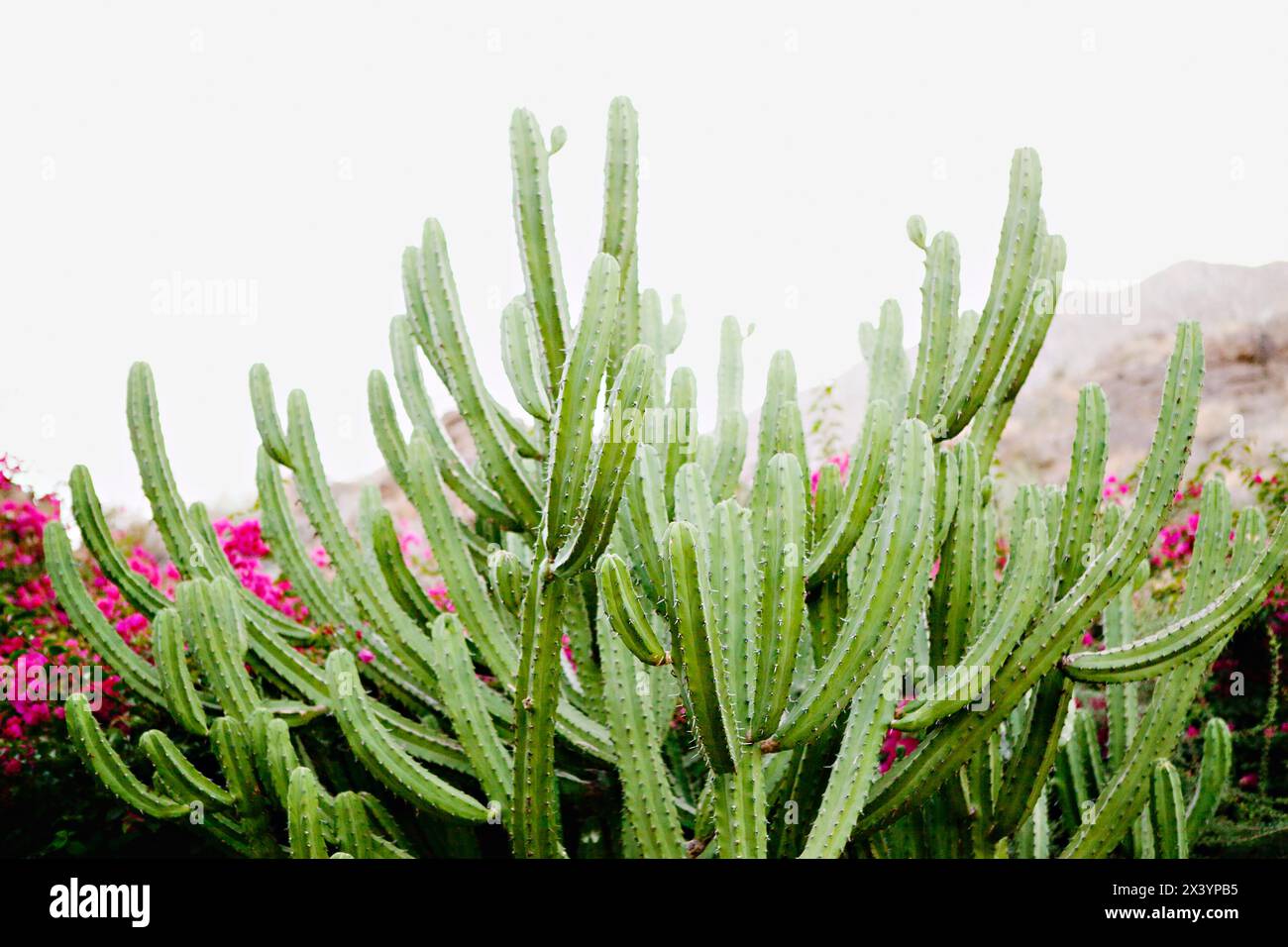 Lush cactus stands tall amidst vibrant bougainvillea. Stock Photo