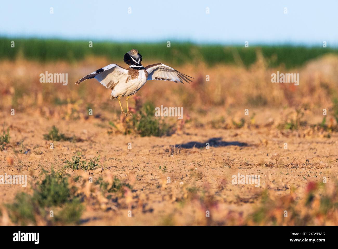 Little bustard (Tetrax tetrax), male displaying, jump, Lleida Steppes, Catalonia, Spain Stock Photo