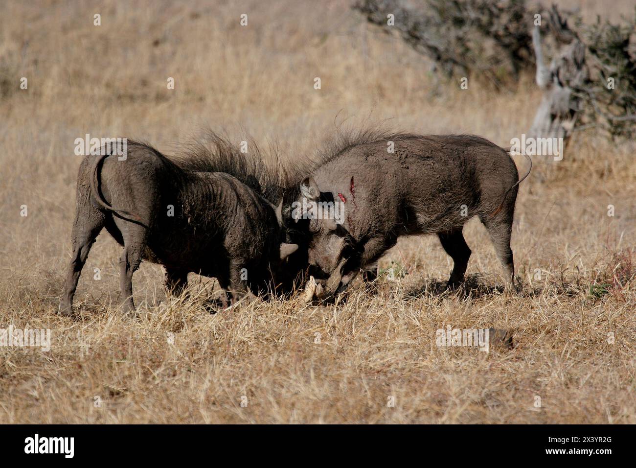 Boar mating with hi-res stock photography and images - Alamy