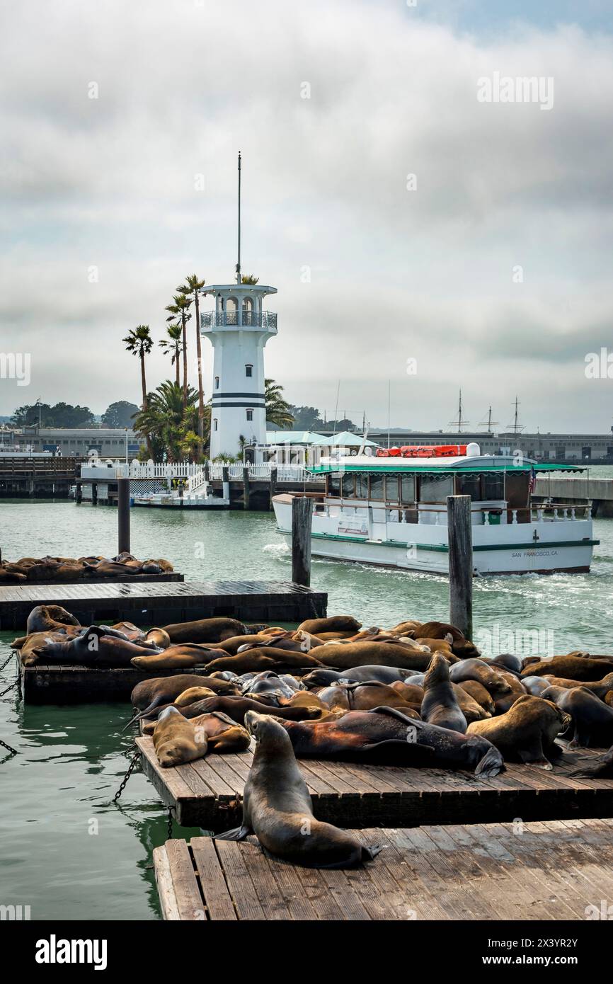 phoques sur le ponton à San Francisco Stock Photo
