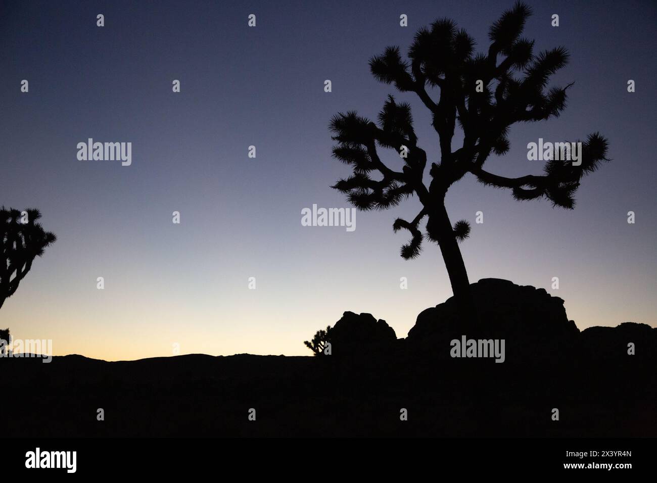 Stark tree silhouette hi-res stock photography and images - Alamy