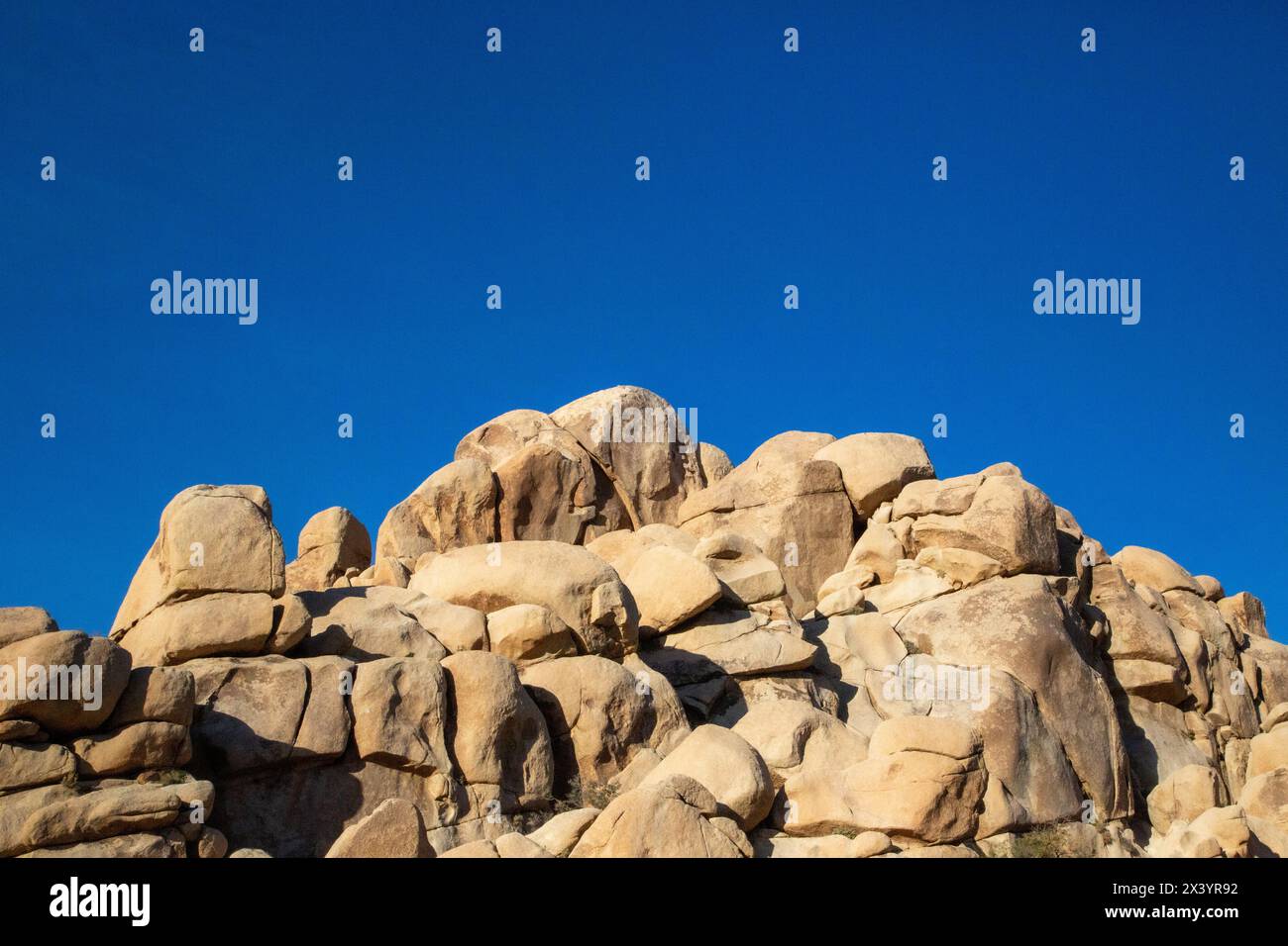 Iconic joshua tree against hi-res stock photography and images - Alamy