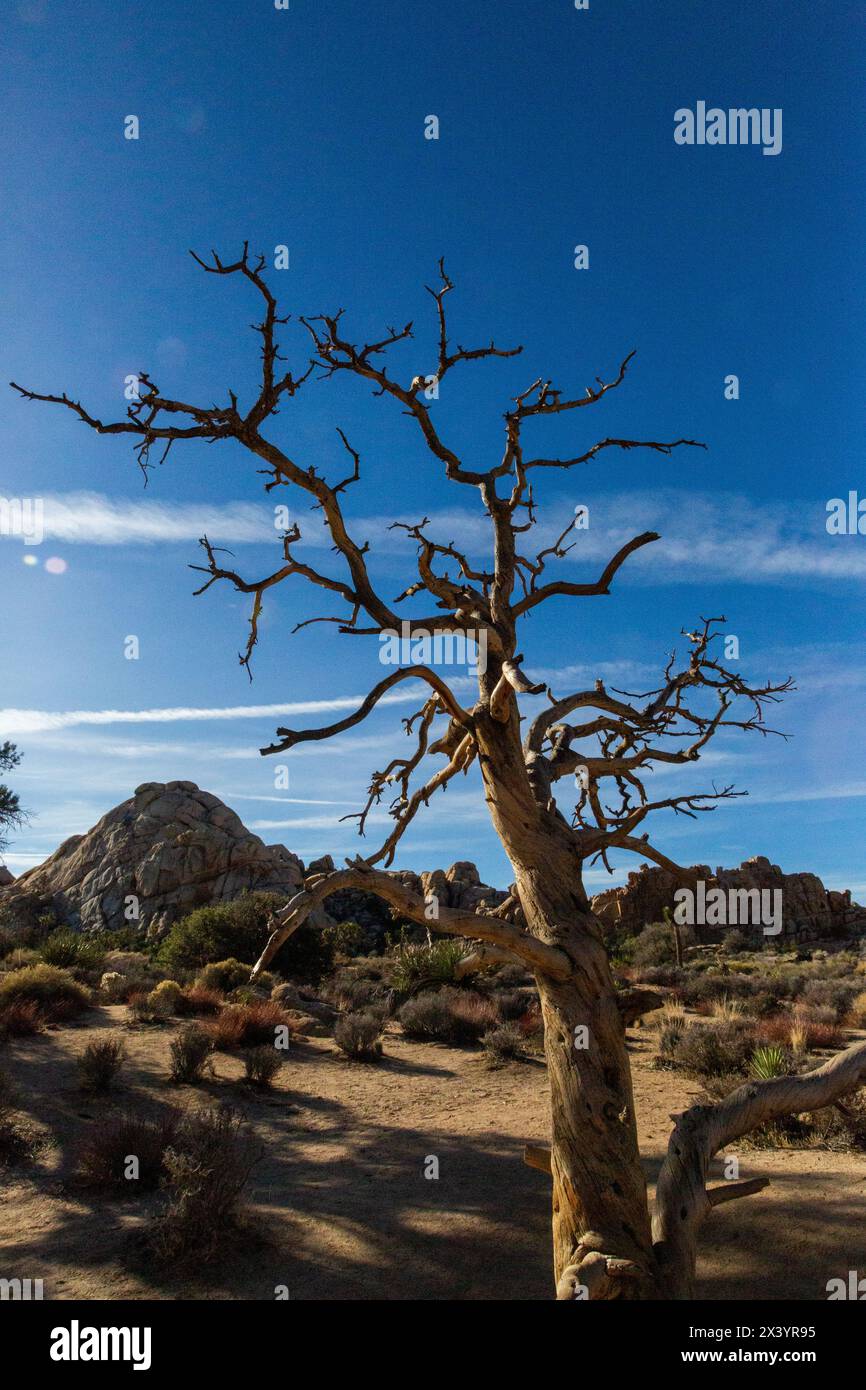 Gnarled tree silhouette against Joshua Tree's rocks and sky Stock Photo
