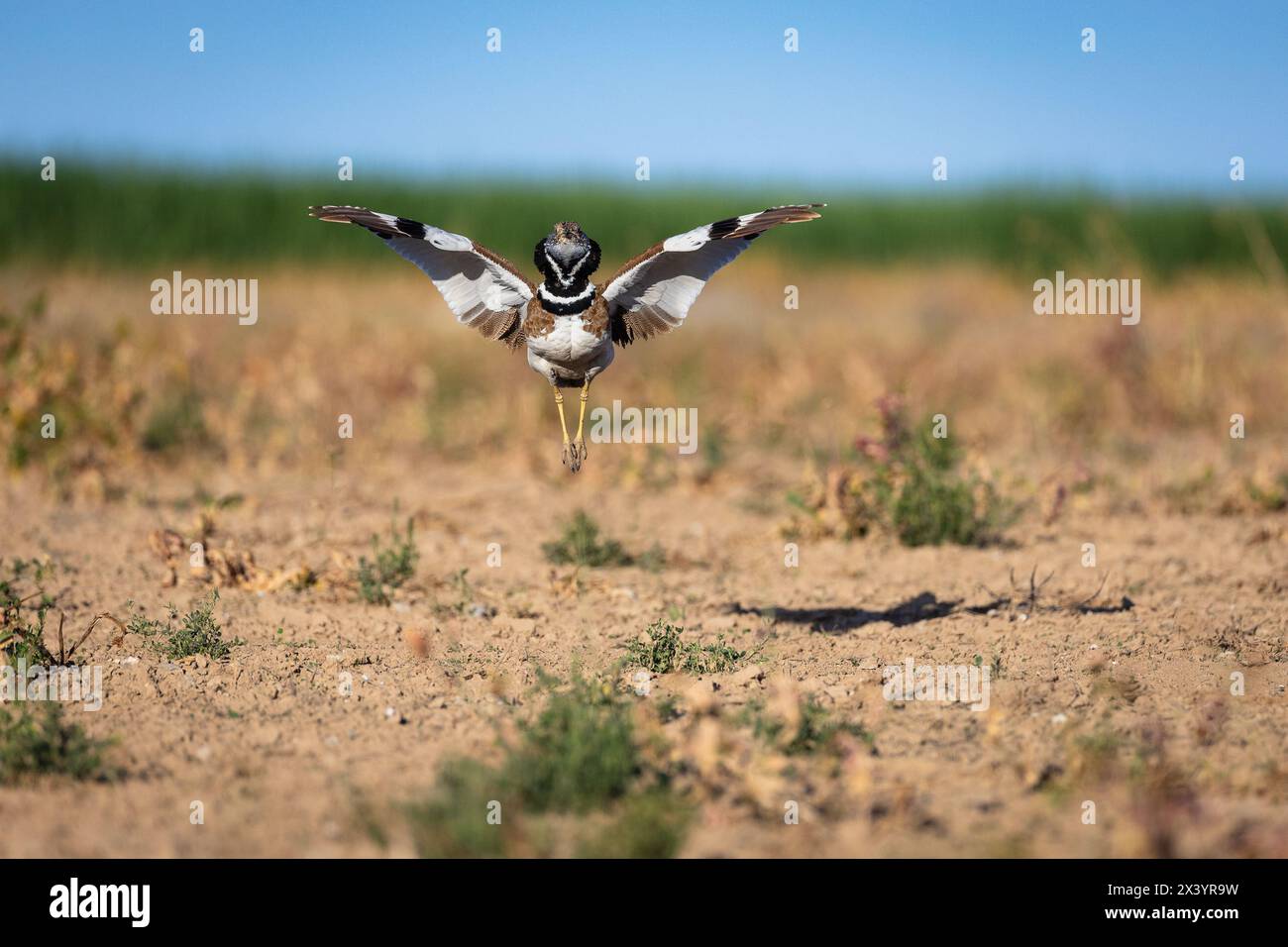 Little bustard (Tetrax tetrax), male displaying, jump, Lleida Steppes, Catalonia, Spain Stock Photo