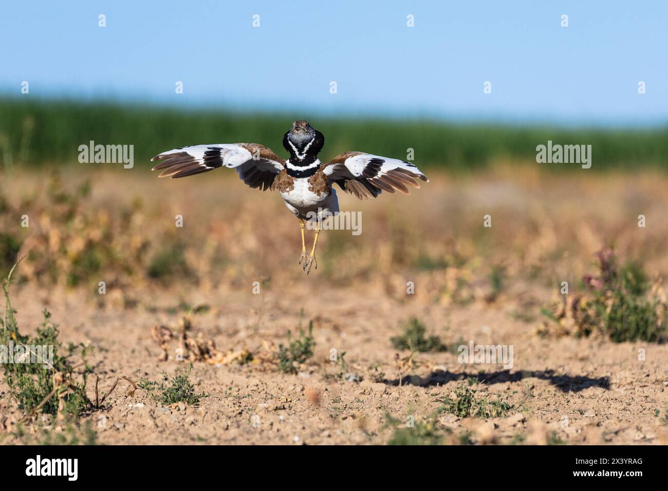 Little bustard (Tetrax tetrax), male displaying, jump, Lleida Steppes, Catalonia, Spain Stock Photo