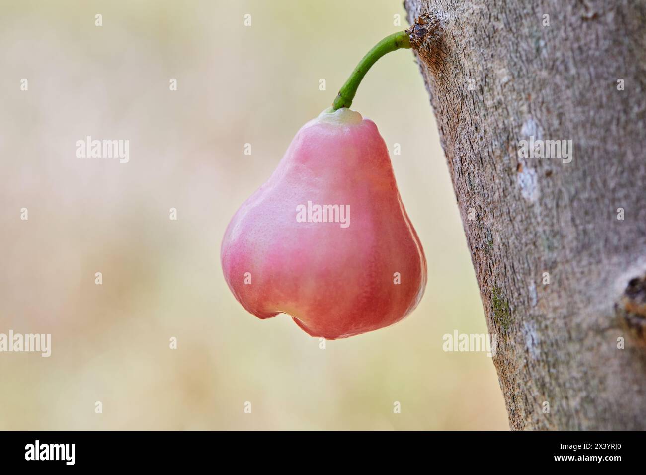 Rose apple hanging on tree Stock Photo