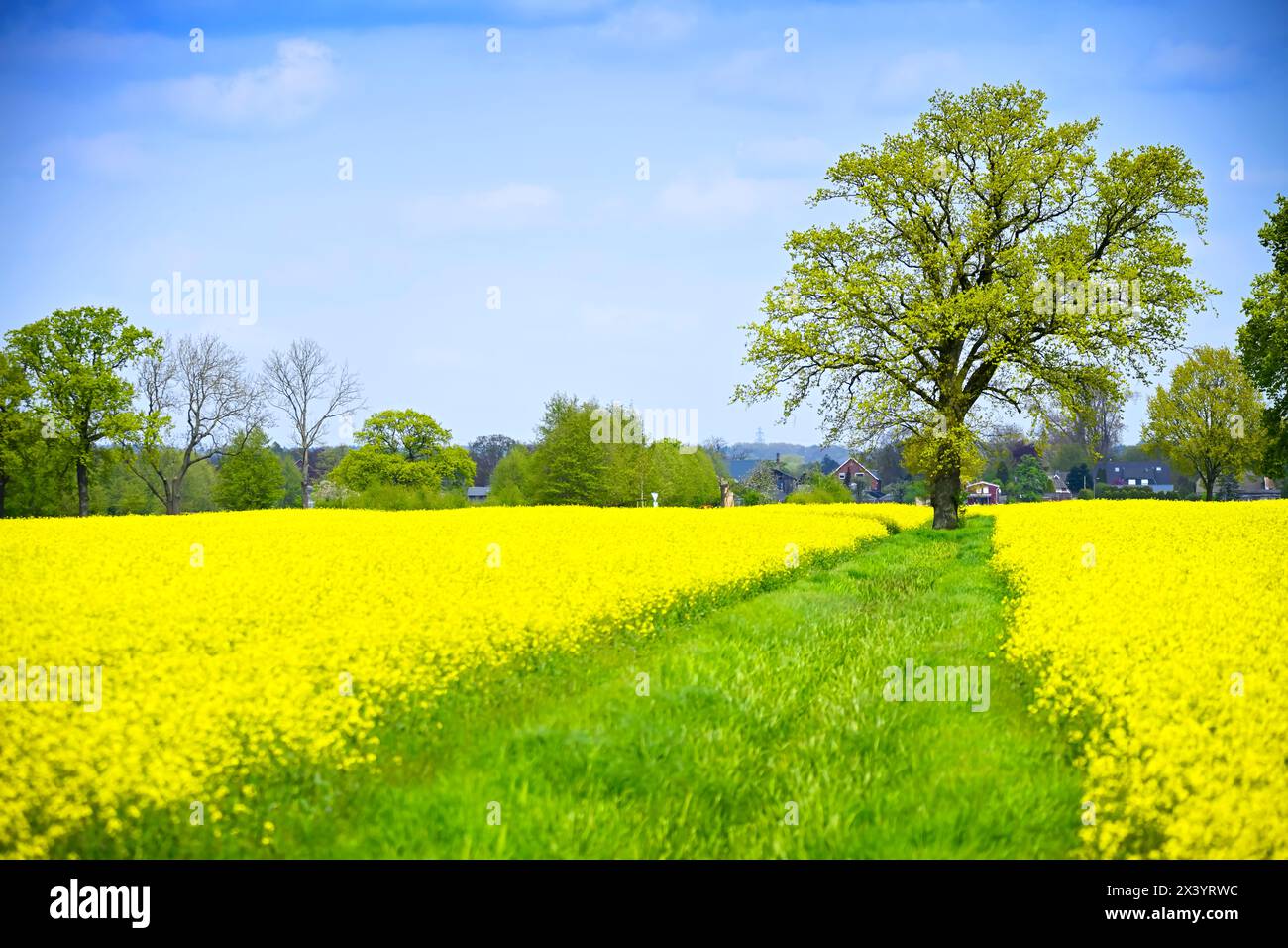 Rapeseed fields in nature reserve Kirchwerder meadows in Hamburg, Germany Stock Photo