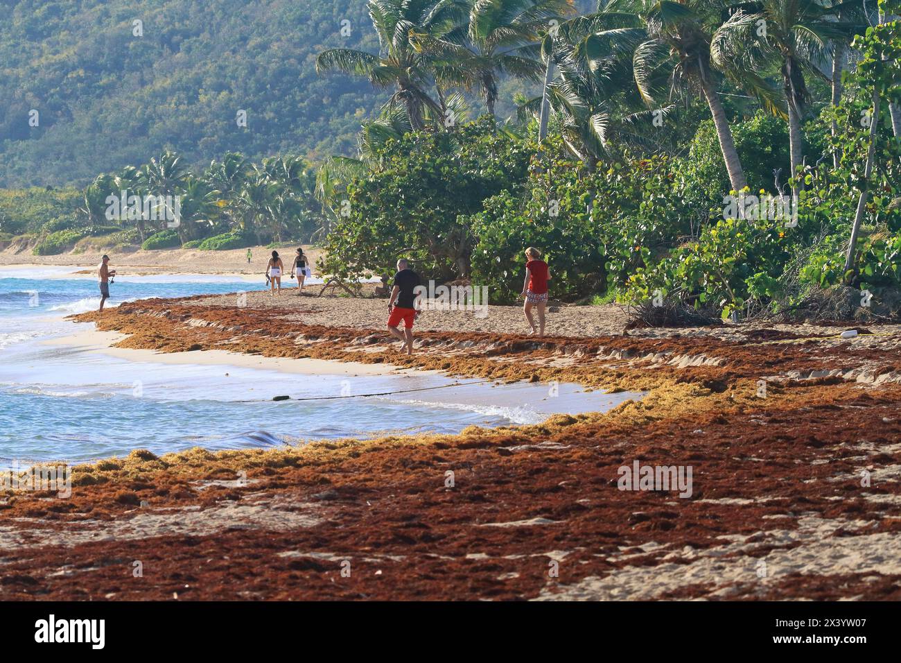 Usa, Porto rico. Culebra Island. Flamenco beach. Sargassum Stock Photo -  Alamy, image size:1300x956