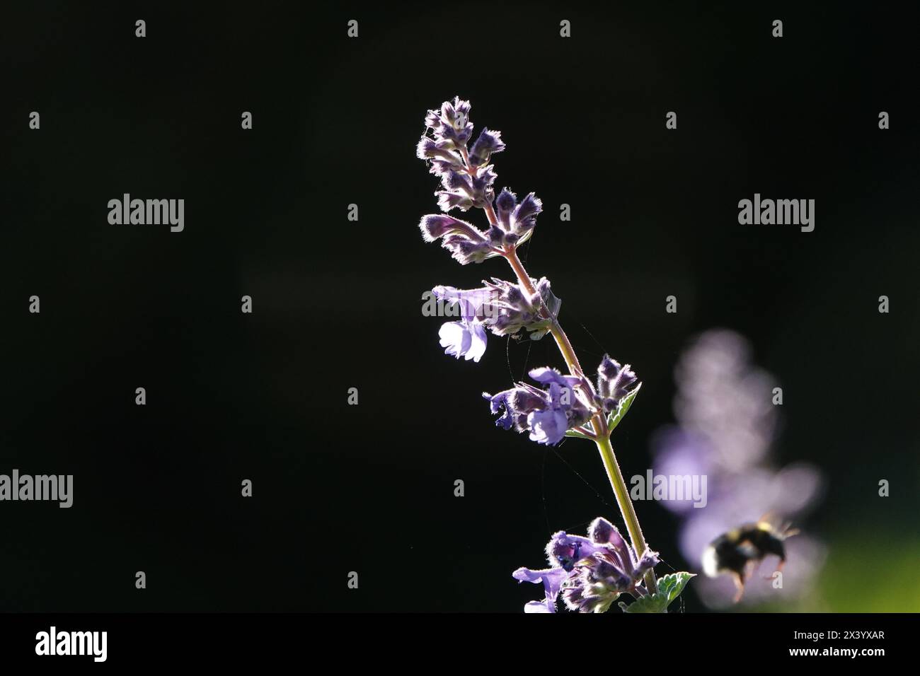 Back-Lit Salvia Flowers with Bumblebee Stock Photo