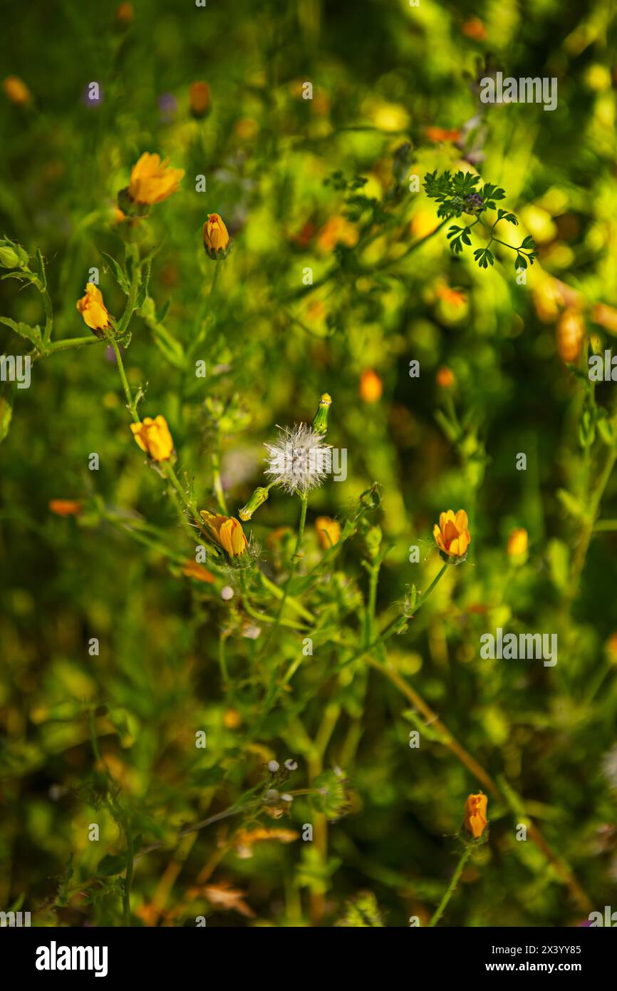 Crepis vesicaria is a species of herbaceous plant of the genus Crepis in the Asteraceae family Stock Photo