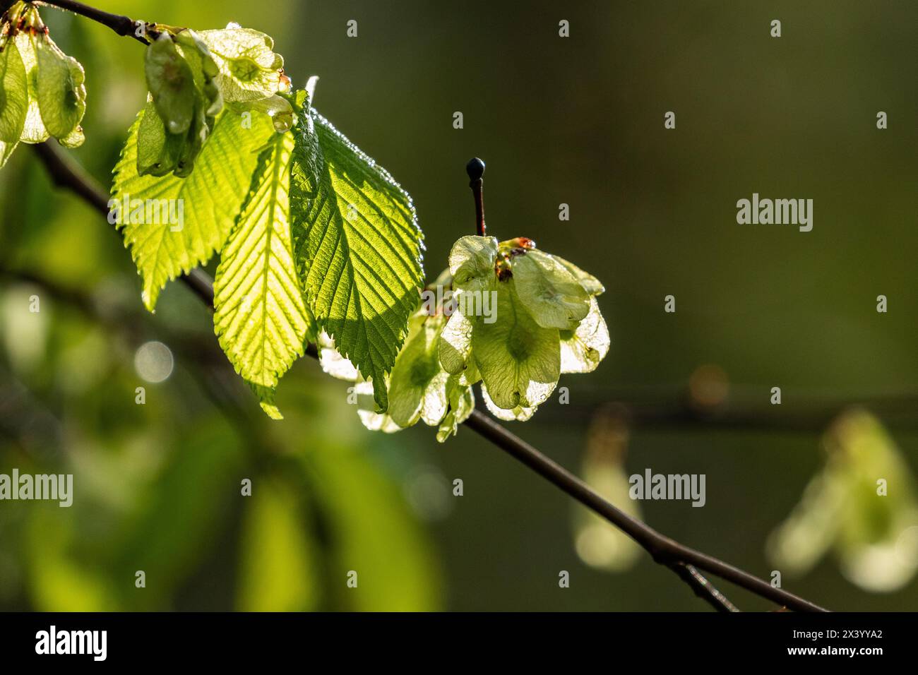 Elm tree (Ulmus Procera) leaves and fruits in spring. Stock Photo