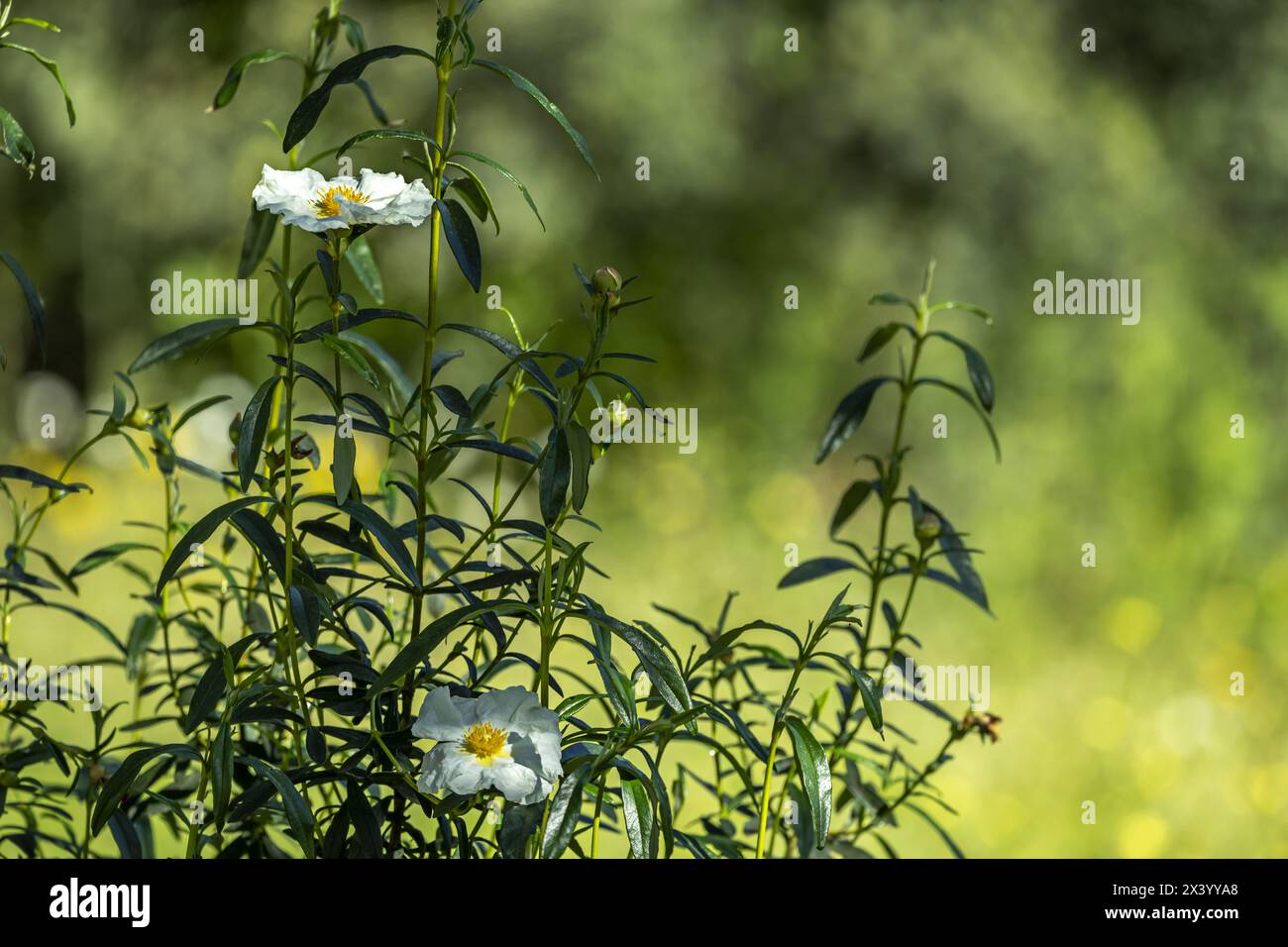 Cistus ladanifer is a shrub belonging to the Cistaceae family, native to the Mediterranean basin. It is characterized by establishing itself in degrad Stock Photo