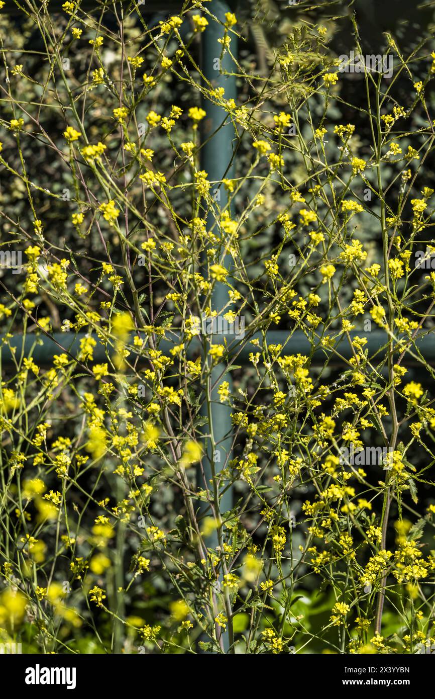 Yellow radish (Hirschfeldia incana) is a species of plant belonging to ...