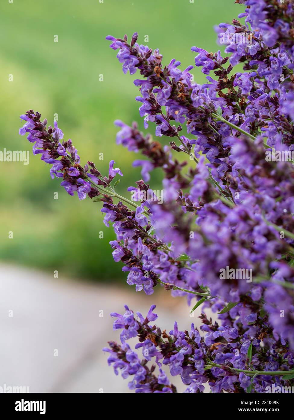 selective focus of purple salvia flowers with blurred background Stock Photo