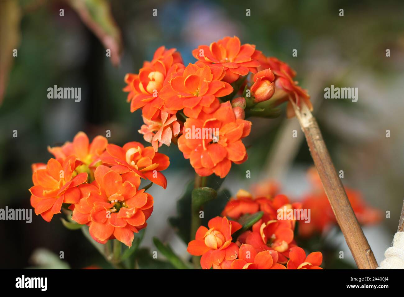 Flowering orange kalanchoe flower in garden. Stock Photo