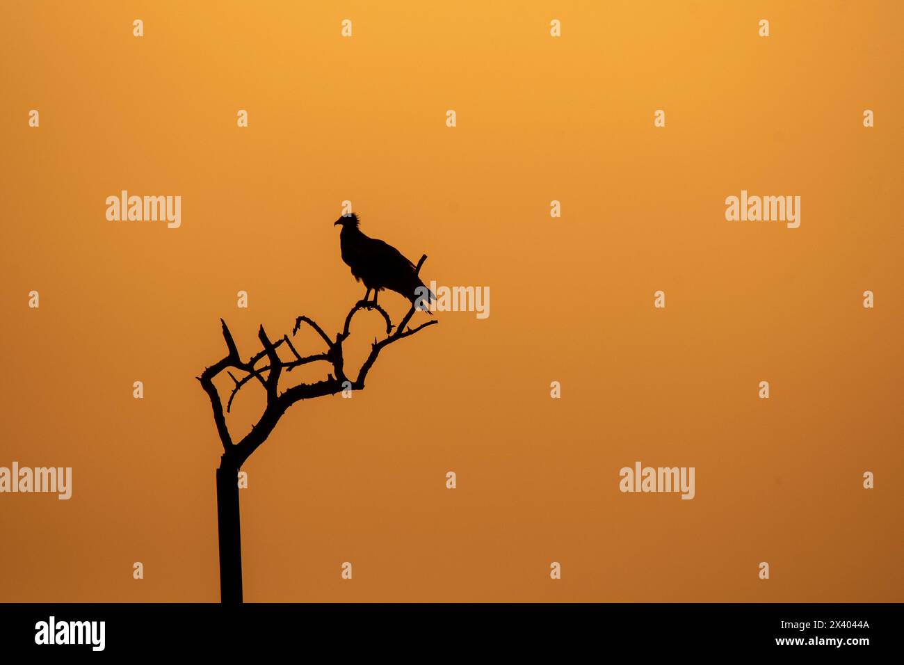 A silhouette of Egyptian vulture against the setting sun inside Jorbeer Conservation reserve on the outskirts of Bikaner, Rajasthan during a wildlife Stock Photo