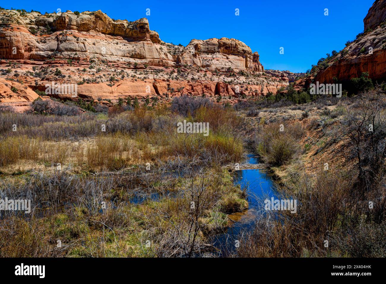 Beaver ponds. Lower Calf Creek Falls trail . Grand StaircaseEscalante