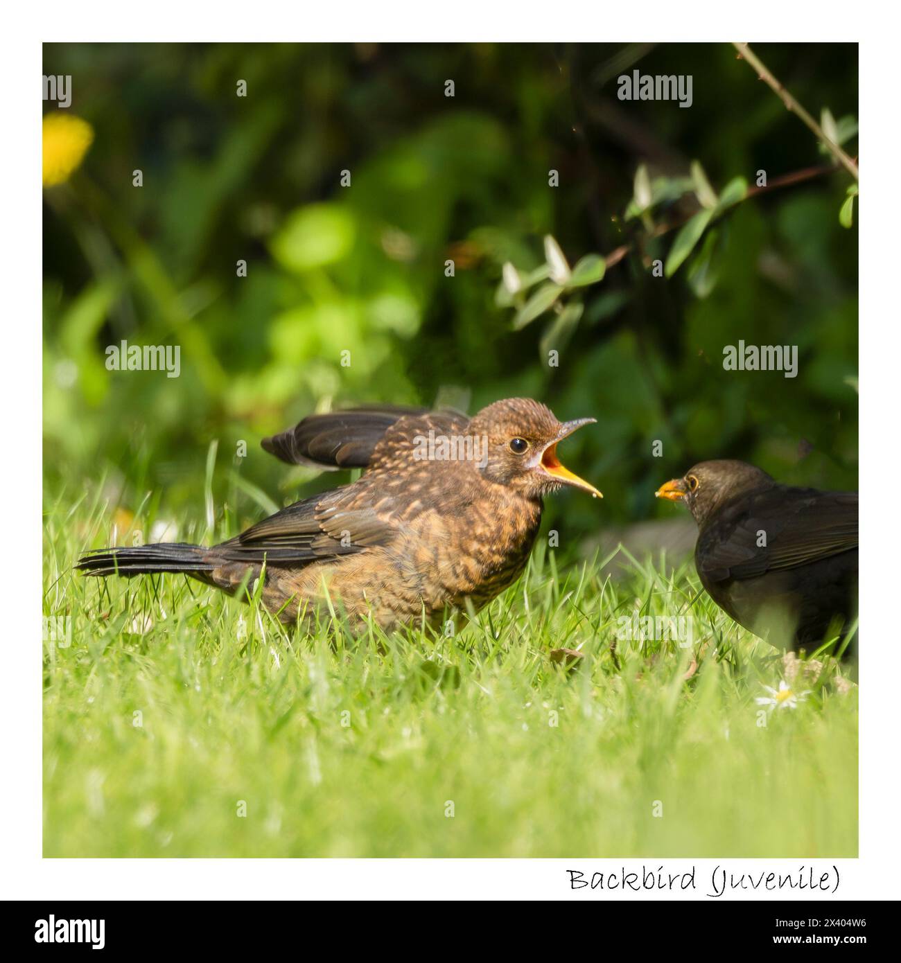 Juvenile Blackbird, fledged in a British Garden with parents Stock Photo