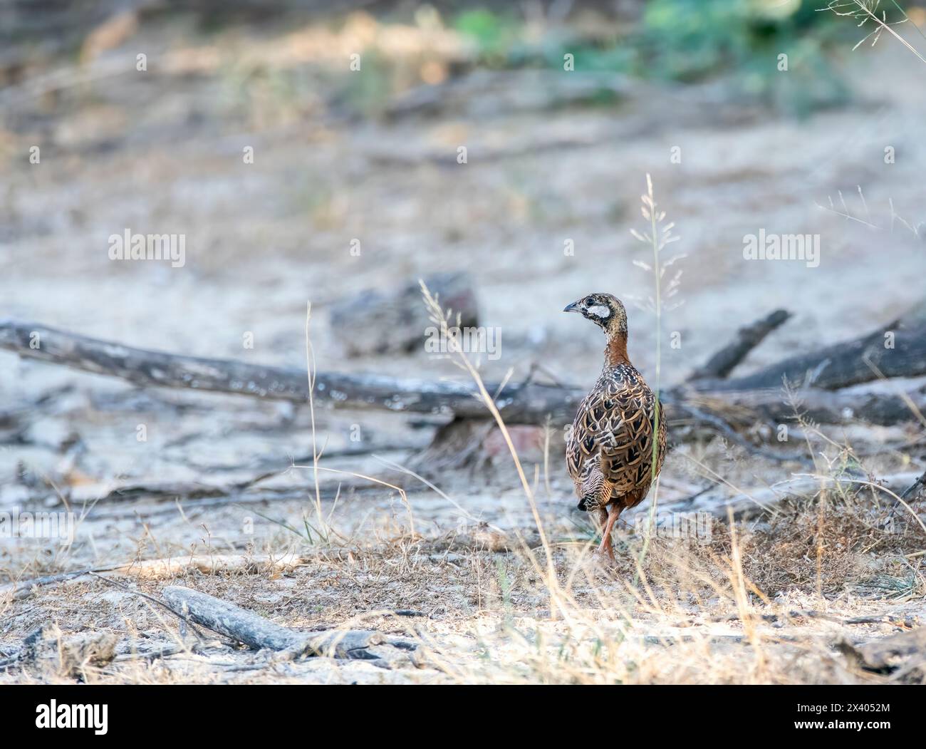 A male black francolin walking inside the grasslands of Tal Chappar Blackbuck sanctuary during a wildlife safari Stock Photo