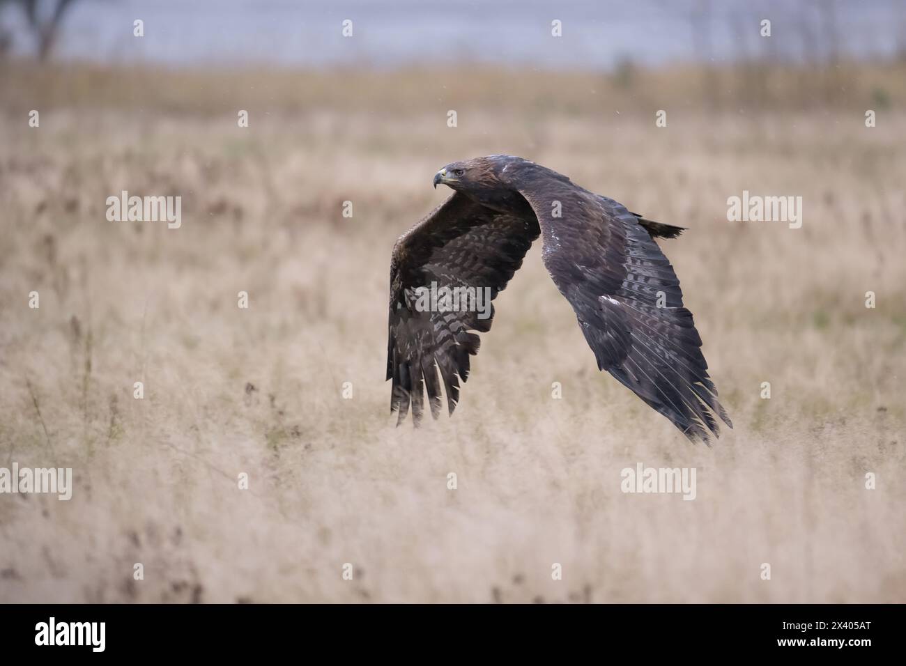 A golden eagle flies low over the ground and prepares to land. Stock Photo