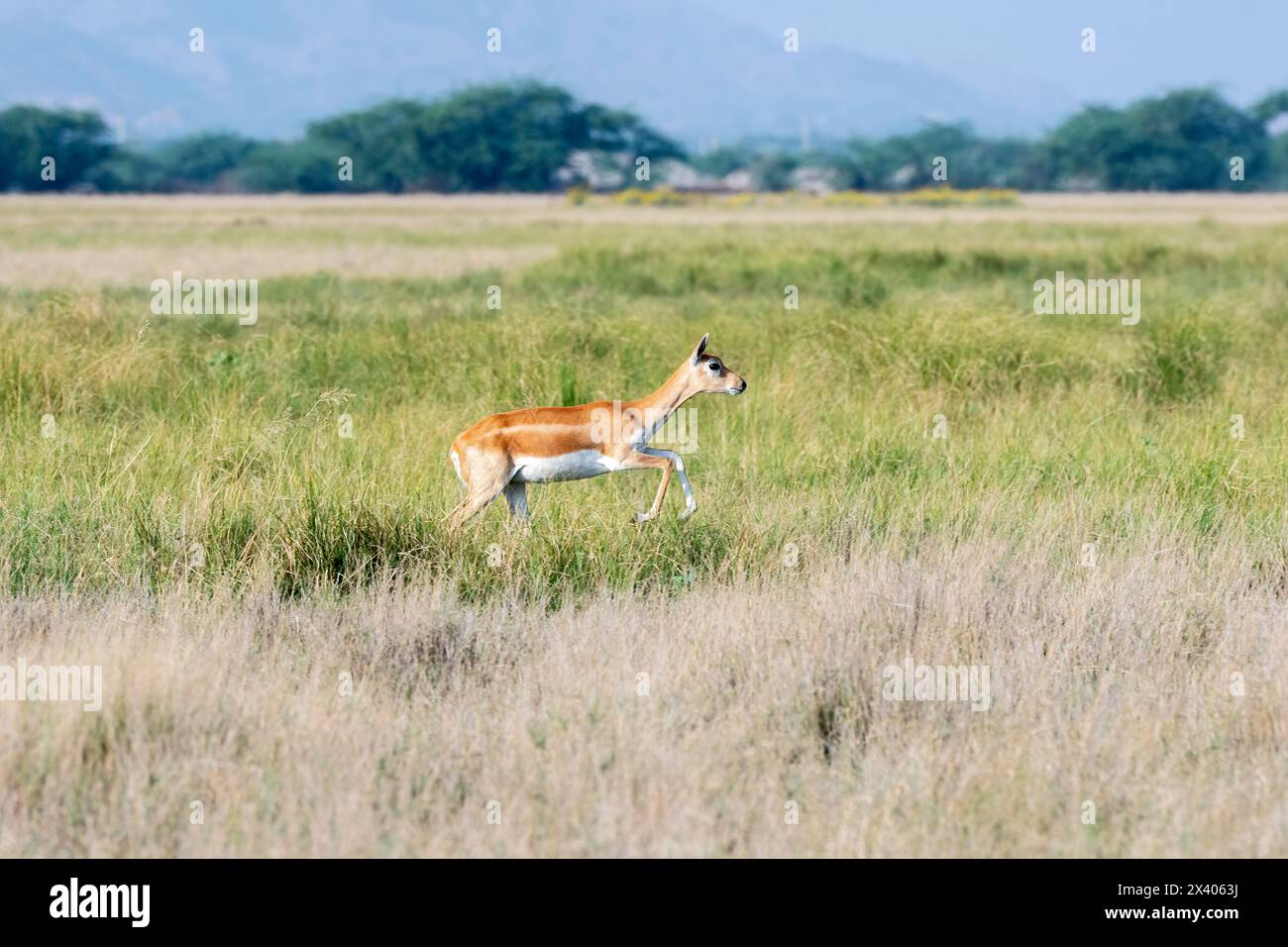 A mother and baby fawn running in synch with jumping motion in the grasslands inside Blackbuck Sanctury in Tal Chappar, Rajasthan during a wildlife sa Stock Photo