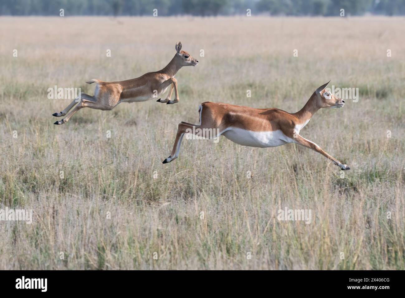 A mother and baby fawn running in synch with jumping motion in the grasslands inside Blackbuck Sanctury in Tal Chappar, Rajasthan during a wildlife sa Stock Photo