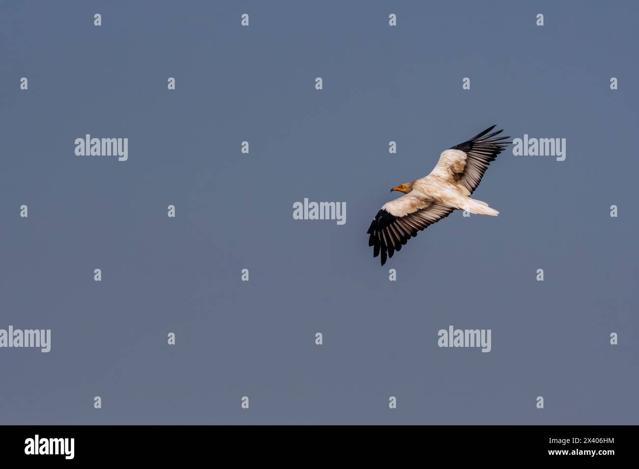 An Egyptian vulture flying away from carcass inside Jorbeer conservation area during a wildlife safari Stock Photo