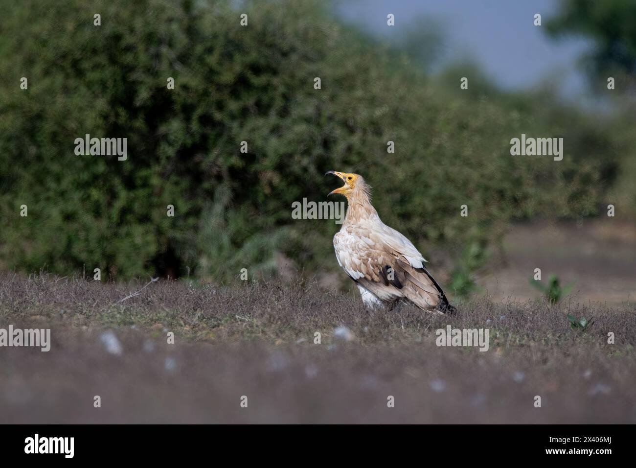 A group of Egyptian vultures perched on top of a tree branch inside Jorbeer conservation area during a wildlife safari Stock Photo