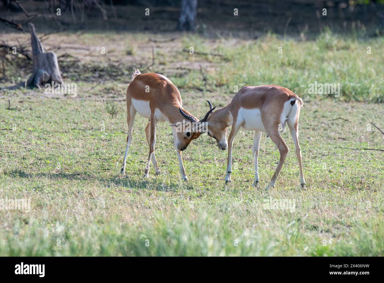 Two male Blackbucks fighting for dominance and mating previlages inside Blackbuck Sanctury in Tal Chappar, Rajasthan during a wildlife safari Stock Photo